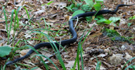 rat snake