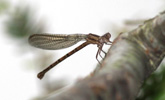 damsel fly