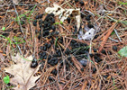 deer scat