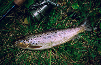 Rainbow trout fishing spring season in Illinois 